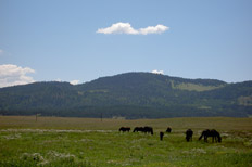 photo of horses in pasture