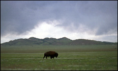 photo of buffalo